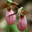 Lady's slipper (Cypripedium acaule, Cypripedium calceolus)