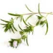 Savory (Satureja spp., Satureja hortensis, Satureja montana)