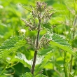 Stinging nettle (Urtica dioica)