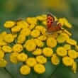Tansy (Tanacetum vulgare)