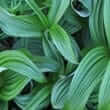 American hellebore (Veratrum viride)