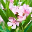 Oleander (Nerium oleander, Thevetia peruviana)
