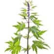 Motherwort