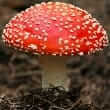 Agaric (Amanita muscaria)
