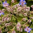 Borage seed oil (Borago officinalis)