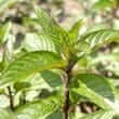 Peppermint (Mentha x piperita)