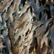 Algina (Ascophyllum nodosum)
