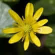 Lessercelandine