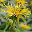Elecampane (Inula helenium)