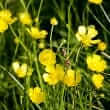 Bulbous buttercup (Ranunculus bulbosus)