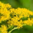 Goldenrod (Solidago virgaurea)