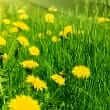 Dandelion (Taraxacum officinale)
