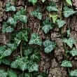 English ivy (Hedera helix)