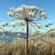 Cow parsnip (Heracleum maximum)