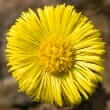 Coltsfoot (Tussilago			farfara)