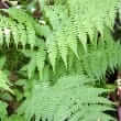 Polypodium leucotomos extract and anapsos