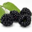 Blackberry (Rubus fructicosus)