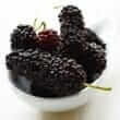 Black mulberry (Morus nigra)