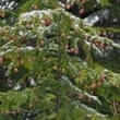 Eastern hemlock (Tsuga canadensis)