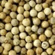White pepper (Piper nigrum)