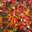 Barberry