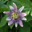 Passion flower (Passiflora incarnata L.)