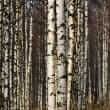 Birch (Betula spp.)