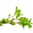 Sweet marjoram (Origanum majorana, Majorana hortensis)