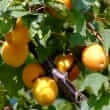 Apricot (Prunus armeniaca)