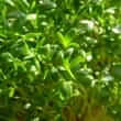 Watercress (Nasturtium officinale R.Br.)