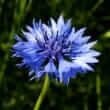 Cornflower (Centaurea cyanus)