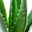 Aloe (Aloe vera)