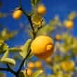 Bitter orange (Citrus aurantium)