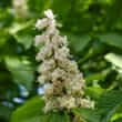 Horse chestnut (Aesculus hippocastanum L.)