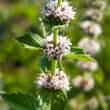 Spearmint (Mentha spicata, Mentha viridis)