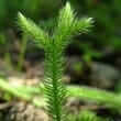 Club moss (Lycopodium clavatum)