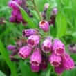 Comfrey (Symphytum spp.)