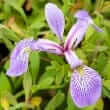 Blue flag (Iris versicolor)