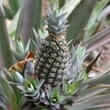 Bromelain (Ananas comosus, Ananas sativus)