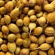 Coriander