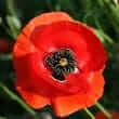 Corn poppy (Papaver rhoeas)