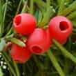 Yew (Taxus baccata, Taxus brevifolia, Taxus cuspidata, Taxus canadensis)