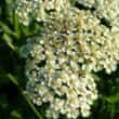 Yarrow (Achillea millefolium)