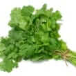 Cilantro