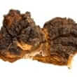 Chaga