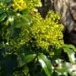 Oregon grape (Mahonia aquifolium, Berberis aquifolium)