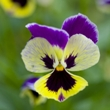 Heartsease (Viola tricolor)