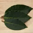 Bay leaf (Laurus nobilis)