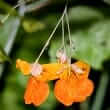 Jewelweed (Impatiens biflora, Impatiens pallida)