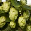 Hops (Humulus lupulus L.)